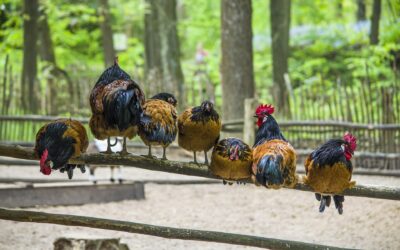 Sitzstange – Ein sicherer Schlafplatz für Hühner