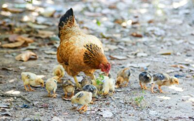 Naturbrut – wenn es gluckt dann piept es bald